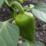 Proč se nevýhodní papriky a co dělat pro urychlení zrání?